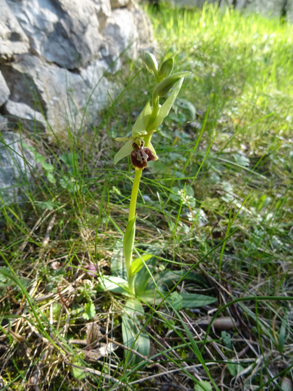 decine di...... Ophrys sphegodes